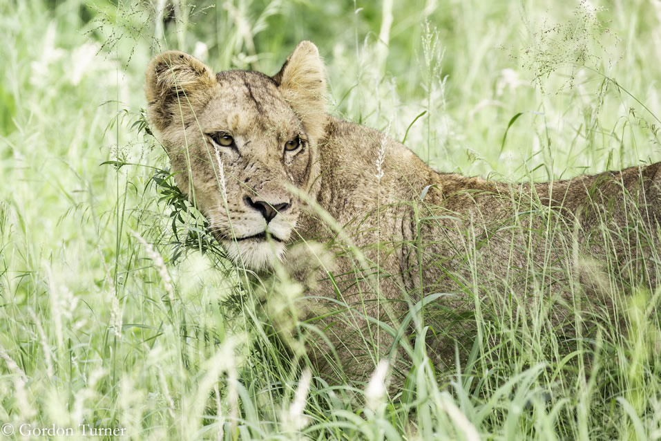 <h2>2020 South African Golf Cruise</h2>10 Nights | 4 Rounds | Cape Town – Cape Town | January 21 – 31